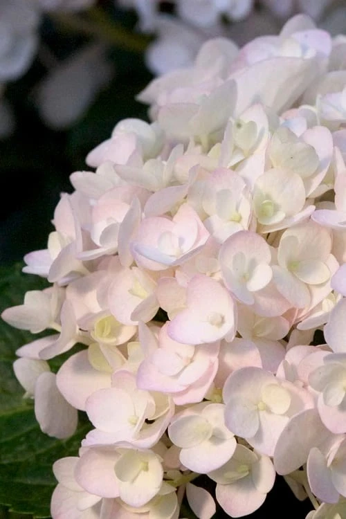 Blushing Bride Endless Summer Hydrangea - 1 Gallon Pot 1 Blushing Bride Endless Summer Hydrangea - 1 Gallon Pot