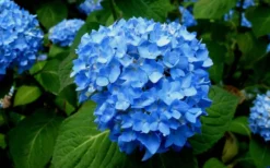 Endless Summer Hydrangea Original - 1 Gallon Pot -Plants Sales Store Hydrangea Endless Summer Closeup 1