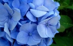 Endless Summer Hydrangea Original - 1 Gallon Pot -Plants Sales Store Hydrangea Endless Summer Closeup 2 1