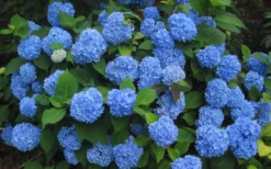 Endless Summer Hydrangea Original - 2 Gallon Pot -Plants Sales Store Hydrangea Endless Summer Closeup 3 2