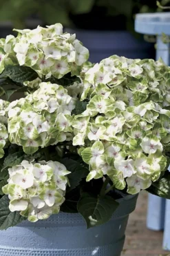 Everlasting Noblesse Hydrangea - 3 Gallon Pot 8 Everlasting Noblesse Hydrangea - 3 Gallon Pot -Plants Sales Store Hydrangea Everlasting Noblesse 1