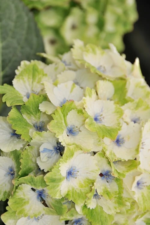 Everlasting Noblesse Hydrangea - 3 Gallon Pot 5 Everlasting Noblesse Hydrangea - 3 Gallon Pot - Image 5