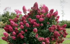 Fire Light Hydrangea - Single Trunk Topiary Tree - 5 Gallon Pot 10 Fire Light Hydrangea - Single Trunk Topiary Tree - 5 Gallon Pot -Plants Sales Store Hydrangea Fire Light 1 1