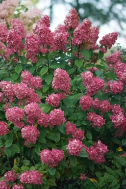 Fire Light Hydrangea - Single Trunk Topiary Tree - 5 Gallon Pot 9 Fire Light Hydrangea - Single Trunk Topiary Tree - 5 Gallon Pot -Plants Sales Store Hydrangea Fire Light 2 1