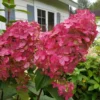 Fire Light Hydrangea - 3 Gallon Pot