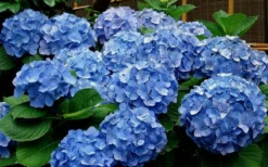 Glory Blue Hydrangea - 1 Gallon Pot -Plants Sales Store Hydrangea Glory Blue 11 1
