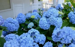 Nikko Blue Hydrangea - 3 Gallon Pot -Plants Sales Store Hydrangea Glory Blue Shrub 2