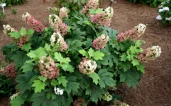 Jetstream Oakleaf Hydrangea - 3 Gallon Pot 8 Jetstream Oakleaf Hydrangea - 3 Gallon Pot -Plants Sales Store Hydrangea Jetstream 5