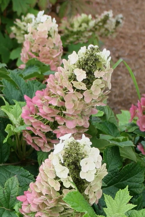 Jetstream Oakleaf Hydrangea - 3 Gallon Pot 1 Jetstream Oakleaf Hydrangea - 3 Gallon Pot