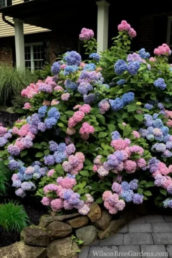 L.A. Dreamin Hydrangea - 3 Gallon Pot -Plants Sales Store Hydrangea LA Dreamin 5 1