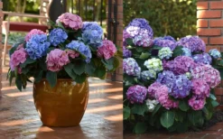 L.A. Dreamin' Hydrangea - 2 Gallon Pot -Plants Sales Store Hydrangea LA Dreamin Blooms 2