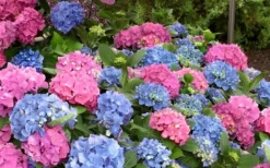 L.A. Dreamin' Hydrangea - 2 Gallon Pot -Plants Sales Store Hydrangea LA Dreamin Blooms