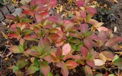 Lady In Red Hydrangea - 3 Gallon Pot -Plants Sales Store Hydrangea Lady In Red Fall Foliage Leaf Color