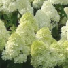 Limelight PeeGee Hydrangea - 3 Gallon Pot