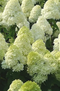 Limelight PeeGee Hydrangea - 2.5 Gallon Pot 15 Limelight PeeGee Hydrangea - 2.5 Gallon Pot -Plants Sales Store Hydrangea Limelight 107 2