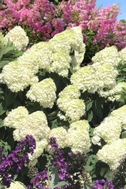 Limelight PeeGee Hydrangea - 2.5 Gallon Pot 17 Limelight PeeGee Hydrangea - 2.5 Gallon Pot -Plants Sales Store Hydrangea Limelight 110 2