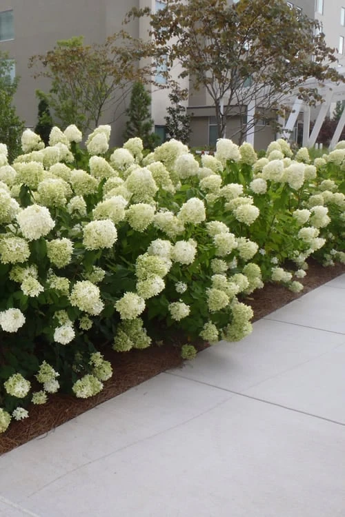 Limelight PeeGee Hydrangea - 6 Pack Of 1 Gallon Pots 6 Limelight PeeGee Hydrangea - 6 Pack Of 1 Gallon Pots - Image 6