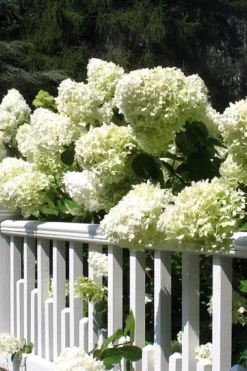 Limelight PeeGee Hydrangea - 6 Pack Of 1 Gallon Pots 12 Limelight PeeGee Hydrangea - 6 Pack Of 1 Gallon Pots -Plants Sales Store Hydrangea Limelight 21 3