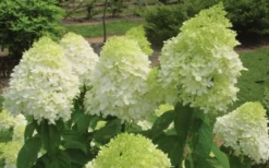Limelight PeeGee Hydrangea - 1 Gallon Pot -Plants Sales Store Hydrangea Limelight Flowers