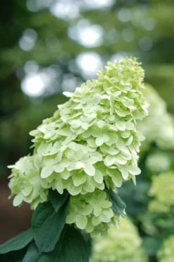 Limelight Prime Hydrangea - 3 Gallon Pot 11 Limelight Prime Hydrangea - 3 Gallon Pot -Plants Sales Store Hydrangea Limelight Prime 1