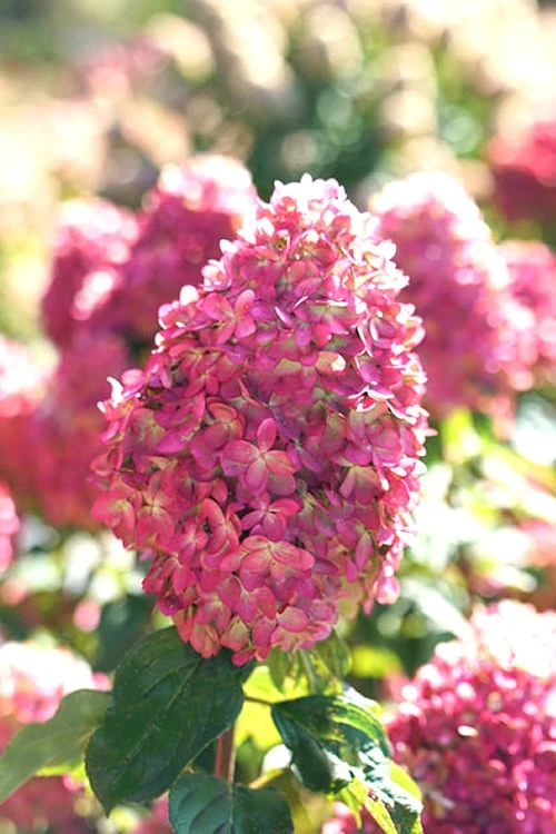 Limelight Prime Hydrangea - 3 Gallon Pot 1 Limelight Prime Hydrangea - 3 Gallon Pot