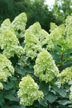 Limelight Prime Hydrangea - 3 Gallon Pot 10 Limelight Prime Hydrangea - 3 Gallon Pot -Plants Sales Store Hydrangea Limelight Prime 4