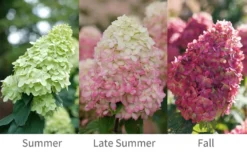 Limelight Prime Hydrangea - 2 Gallon Pot 9 Limelight Prime Hydrangea - 2 Gallon Pot -Plants Sales Store Hydrangea Limelight Prime 6 1