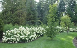 Limelight PeeGee Hydrangea - 1 Gallon Pot -Plants Sales Store Hydrangea Limelight hedge natural 1