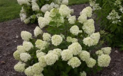 Little Lime Hydrangea - 1 Gallon Pot 13 Little Lime Hydrangea - 1 Gallon Pot -Plants Sales Store Hydrangea Little Lime 1 4