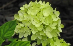 Little Lime Hydrangea - 6 Pack Of 1 Gallon Pots 10 Little Lime Hydrangea - 6 Pack Of 1 Gallon Pots -Plants Sales Store Hydrangea Little Lime