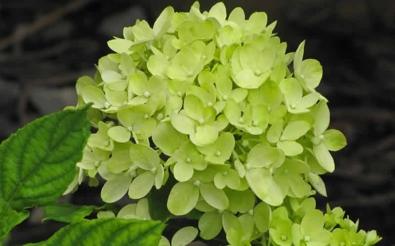 Little Lime Hydrangea - 1 Gallon Pot 4 Little Lime Hydrangea - 1 Gallon Pot - Image 4