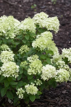 Little Lime Hydrangea - 3 Pack Of Quart Pots