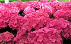 Merritts Supreme Hydrangea - 3 Gallon Pot 9 Merritts Supreme Hydrangea - 3 Gallon Pot -Plants Sales Store Hydrangea Merrits Supreme Pink 12