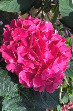 Merritts Supreme Hydrangea - 3 Gallon Pot