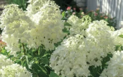 Moon Dance Hydrangea - 2 Gallon Pot 8 Moon Dance Hydrangea - 2 Gallon Pot -Plants Sales Store Hydrangea Mood Dance 4