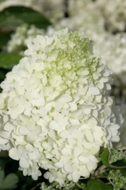 Moon Dance Hydrangea - 2 Gallon Pot 9 Moon Dance Hydrangea - 2 Gallon Pot -Plants Sales Store Hydrangea Moon Dance 2
