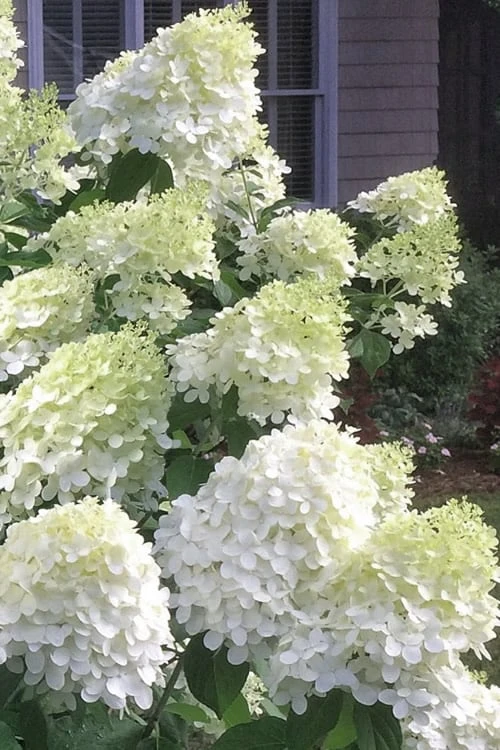 Moon Dance Hydrangea - 2 Gallon Pot 1 Moon Dance Hydrangea - 2 Gallon Pot