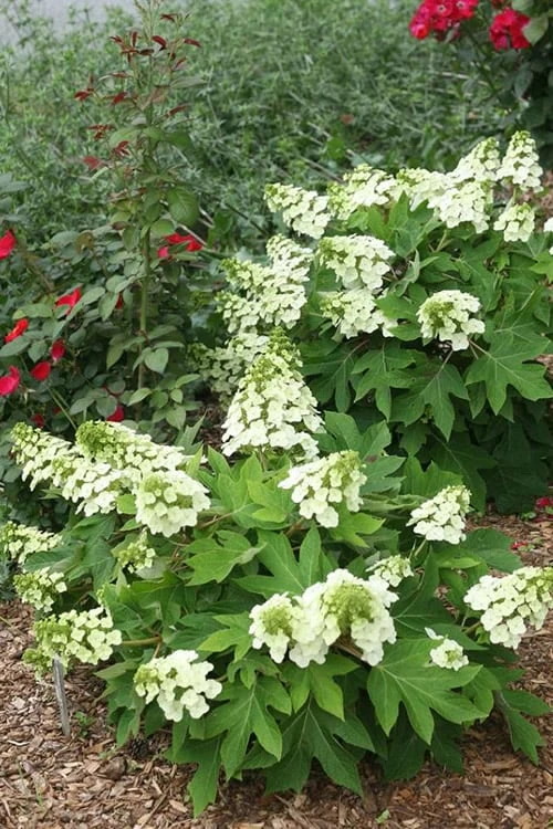 Munchkin Dwarf Oakleaf Hydrangea - 2 Gallon Pot 4 Munchkin Dwarf Oakleaf Hydrangea - 2 Gallon Pot - Image 4