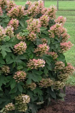 Munchkin Dwarf Oakleaf Hydrangea - 2 Gallon Pot 12 Munchkin Dwarf Oakleaf Hydrangea - 2 Gallon Pot -Plants Sales Store Hydrangea Munchkin 500x750 2