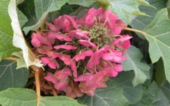 Munchkin Dwarf Oakleaf Hydrangea - 2 Gallon Pot 14 Munchkin Dwarf Oakleaf Hydrangea - 2 Gallon Pot -Plants Sales Store Hydrangea Munchkin Bloom Closeup 1