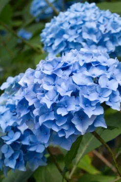 Nikko Blue Hydrangea - 2 Gallon Pot -Plants Sales Store Hydrangea Nikko Blue 10 1