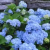 Nikko Blue Hydrangea - 2 Gallon Pot