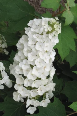 Alice Oakleaf Hydrangea - 3 Gallon Pot -Plants Sales Store Hydrangea Oakleaf Alice 4