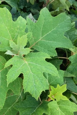 Alice Oakleaf Hydrangea - 3 Gallon Pot -Plants Sales Store Hydrangea Oakleaf Alice 5