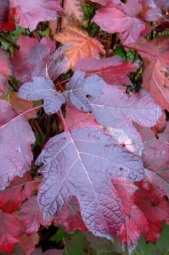 Alice Oakleaf Hydrangea - 3 Gallon Pot -Plants Sales Store Hydrangea Oakleaf Alice 7