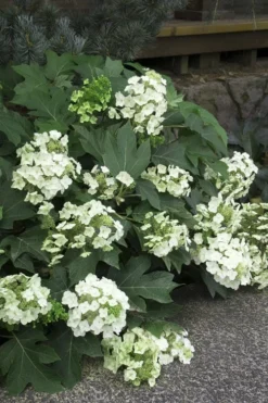 Pee Wee Dwarf Oakleaf Hydrangea - 3 Gallon Pot 14 Pee Wee Dwarf Oakleaf Hydrangea - 3 Gallon Pot -Plants Sales Store Hydrangea Oakleaf Pee Wee 11 1