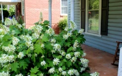 Pee Wee Dwarf Oakleaf Hydrangea - 2 Gallon Pot -Plants Sales Store Hydrangea Oakleaf Pee Wee 2