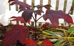 Ruby Slippers Dwarf Oakleaf Hydrangea - 7 Gallon Pot -Plants Sales Store Hydrangea Oakleaf Ruby Slippers Fall Foliage Color 1