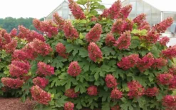 Ruby Slippers Dwarf Oakleaf Hydrangea - 7 Gallon Pot -Plants Sales Store Hydrangea Oakleaf Ruby Slippers Full Bloom 1