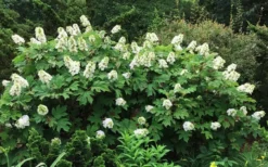 Semmes Beauty Oakleaf Hydrangea - 3 Gallon Pot -Plants Sales Store Hydrangea Oakleaf Semmes Beauty 10